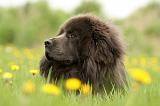 DOGUE DU TIBET 251